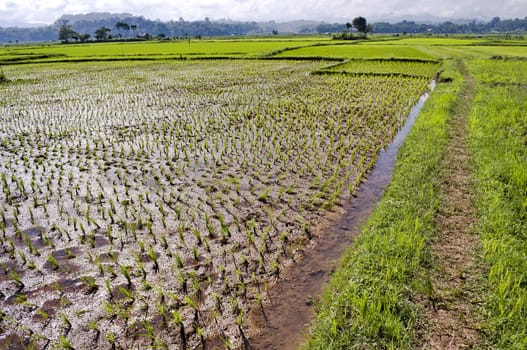 Dried rice plantation background in indonesia country