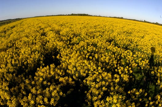 Field of yellow flowers. A morning field covered with yellow  flowers. 