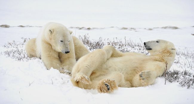 Two polar bears have a rest. Polar bears have a rest, lying on snow.