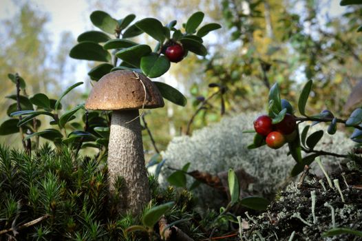 Mushroom a birch mushroom and a cowberry. The mushroom costs in a moss nearby the cowberry grows 