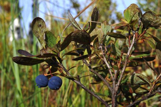 Bilberry 'Eagle'. Bilberry European blueberry Vaccinium myrtillus.