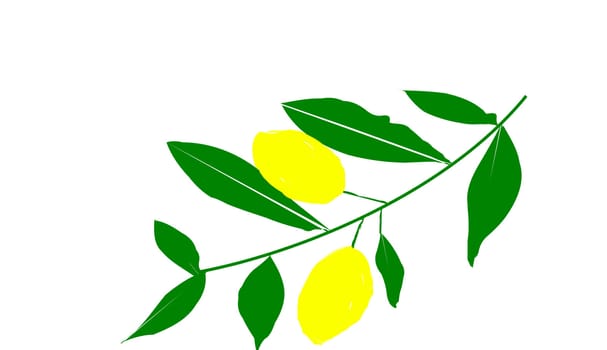 the citron on white background