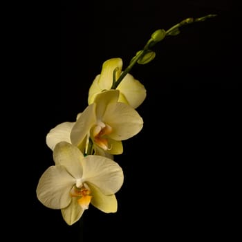 Phalaenopsis is a genus of approximately 60 species of orchids (family Orchidaceae). The abbreviation in the horticultural trade is Phal.