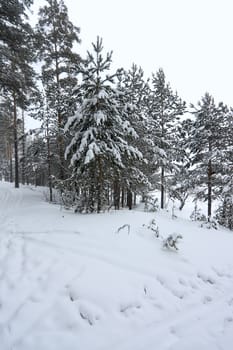 Winter landscape. Forest under  snow against  backdrop of  overcast sky.