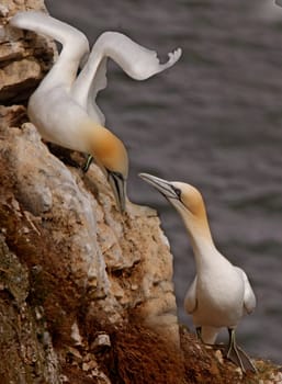 A male and a female Northern Gannet get together at Bempton Cliffs on the Yorkshire coast in England.