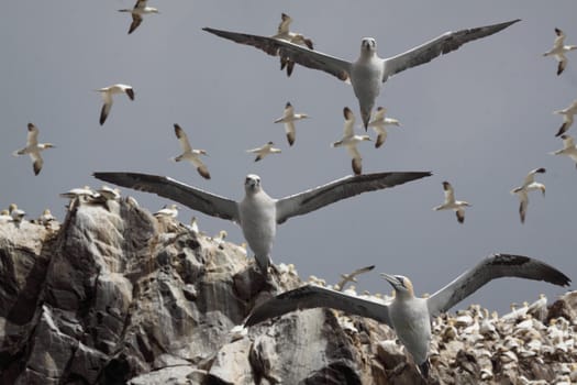 Northern Gannets flying from the rocky cliffs of Bass Rock, an island in the Firth of Fourth Scotland.
