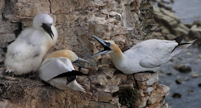 A male and a female Northern Gannet with their young offspring at Bempton Cliffs in Yorkshire England.