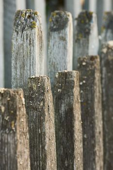 Some numbers of picket fence from an old decaying fence