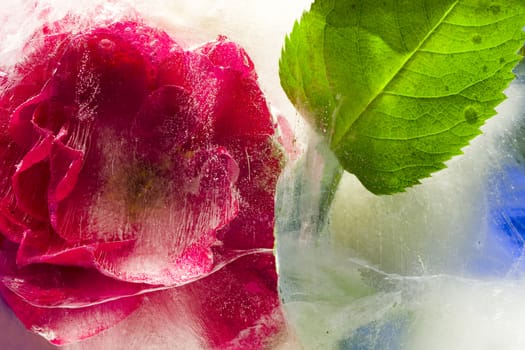 A rose in ice. Macro. Frozen beautiful flower 