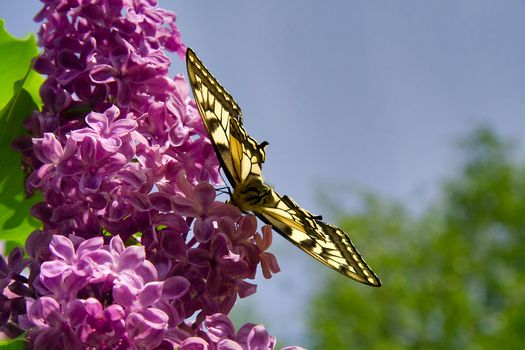 The butterfly sits on a lilac with open wings