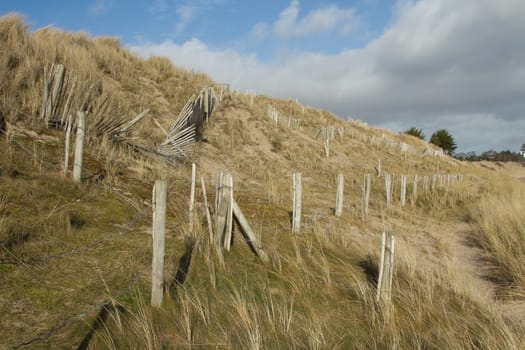 Environmental protected sand dune with mohair grass and a wooden criss-crossed fence for stability.