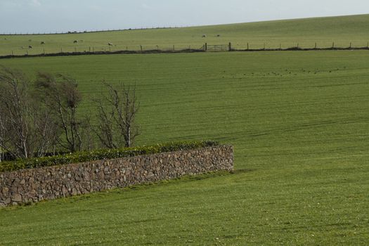 Green grass pasture land, with a stone wall, fence with gate, livestock and flock of birds.