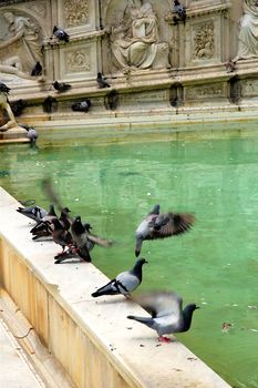 Pigeons by lake at Siena's Piazza del Campo