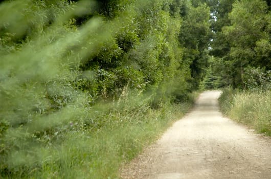 Road at woods near Sintra