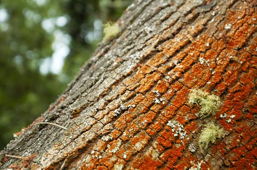 Tree bark at Sintra, Portugal