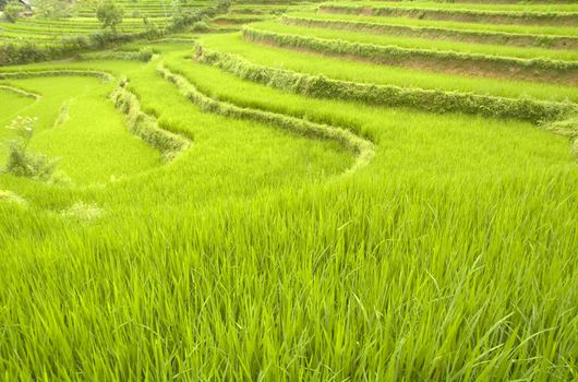 Rice paddy fields in northern Vietnam 