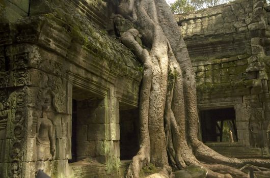 One of the fig trees growing at Ta Phrom temple