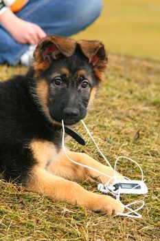 German shepherd puppy playing with an mp3 player