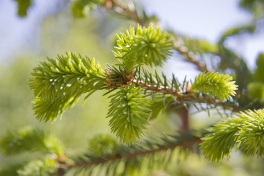 Fir tree branch with new buds