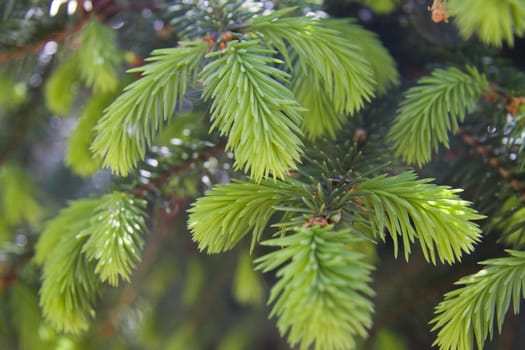 Fir tree branches with new buds