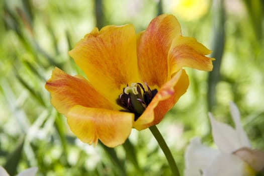 Open orange tulip in a spring garden. Close-up