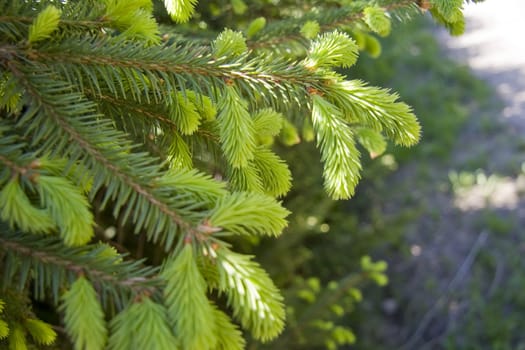 Fir tree branches with new buds