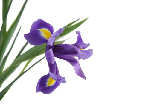 Violet Iris isolated on white