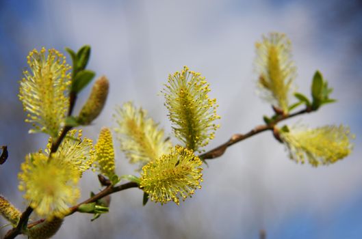 Willow branch in blossom. Close up