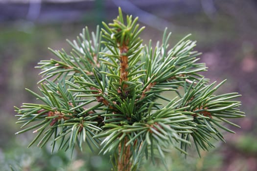 Close up of a fir tree