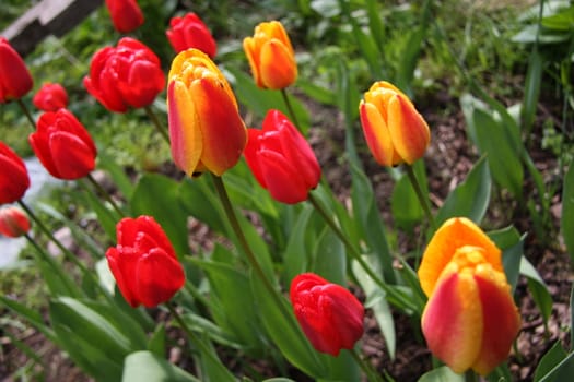 Red and yellow tulips in the garden