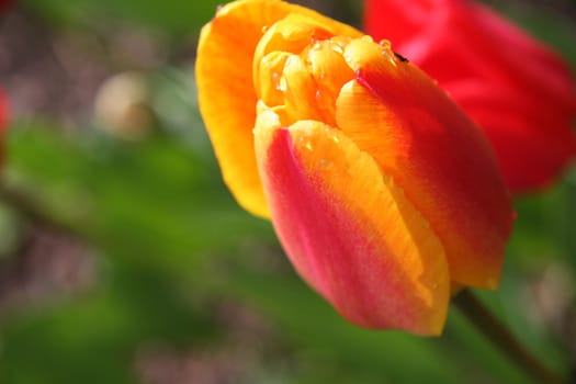 Yellow red tulip in the garden