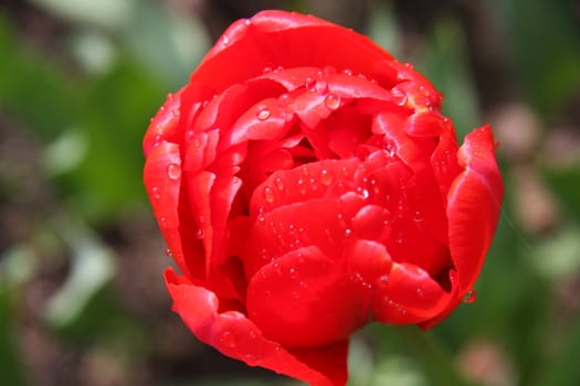 Red tulip in the garden