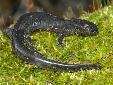 Smallmouth Salamander (Ambystoma texanum) in Illinois.