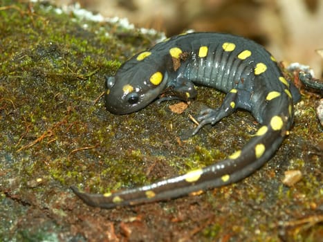 Spotted Salamander (Ambystoma maculatum) in central Illinois.