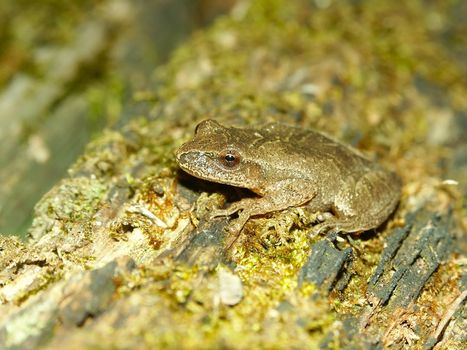 A Spring Peeper (Pseudacris crucifer) at Kickapoo State Park in central Illinois.