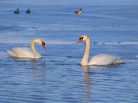 Two Mute Swans (Cygnus olor) float through icy waters in central Illinois.