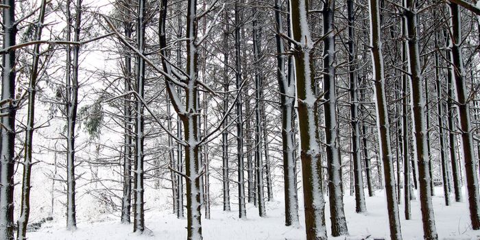 A magnificent winter scene in a pine forest at Rock Cut State Park - Illinois.