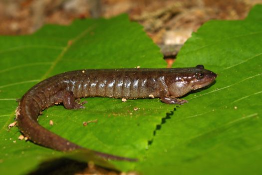 Dusky Salamander (Desmognathus conanti) in the southern United States.