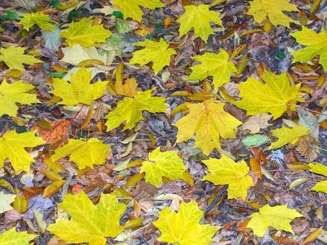 Yellow leaves scattered on the forest floor in northern Illinois.