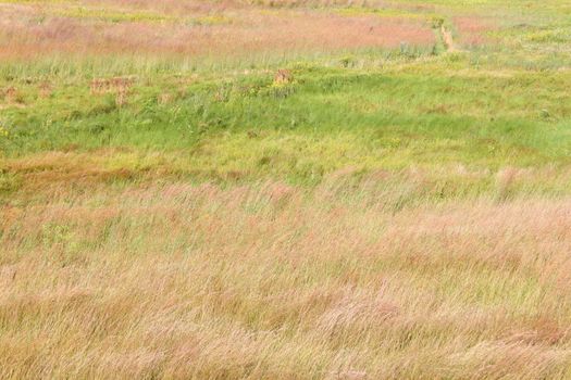 Background of prairie grasses taken in northern Illinois.