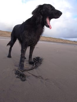 Pedigree dog, flat-coat reviever, mouth open showing teeth and tongue situated on a beach