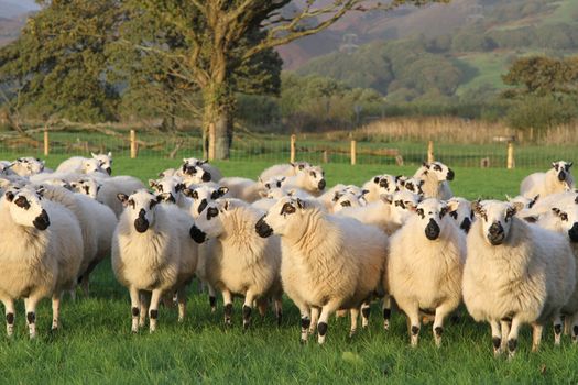 A flock of sheep, ewes, grouped in a green grass field backed with a tree and wire fence.