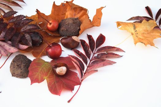 assorted items of nature which appear at autumn time