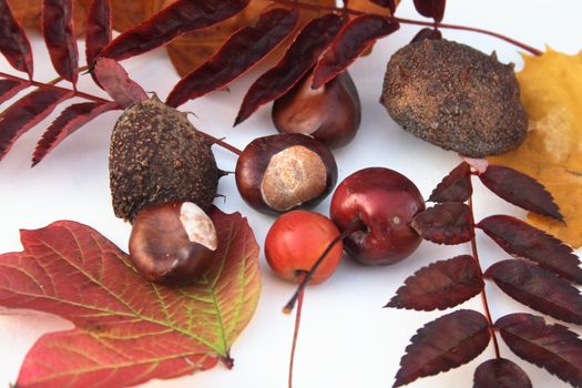 assorted items of nature which appear at autumn time