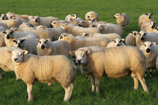 A pair of rams standing in front of a flock of ewes in a green grass field at mating time.