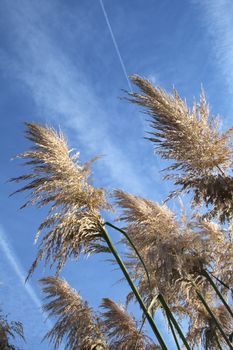 pampas grass growing against the blue sky
