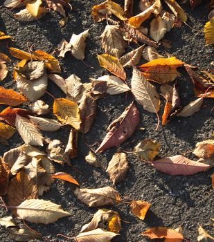 autumn leaves as they have fallen on tarmac