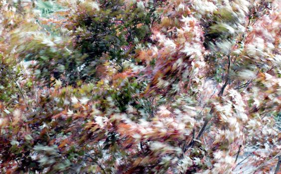 Blurred leaves in the wind in stormy weather (true long exposure picture, no effects applied)