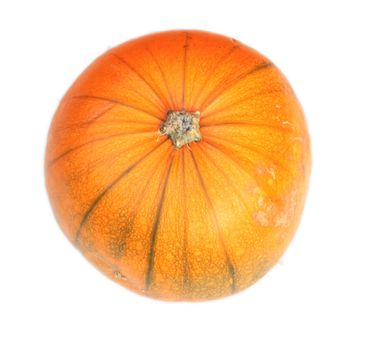 large pumpkin against a light background
