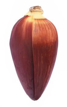 Isolated image of a fresh edible banana flower against a completely white backgriound.